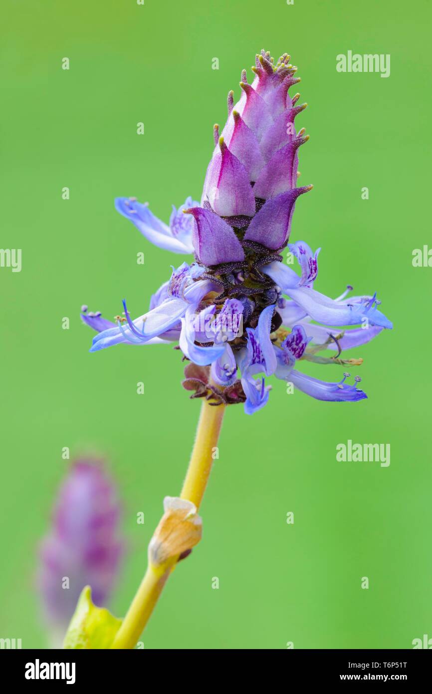 Scaredy Cat Plant Plectranthus caninus Coleus canina Live -  Portugal