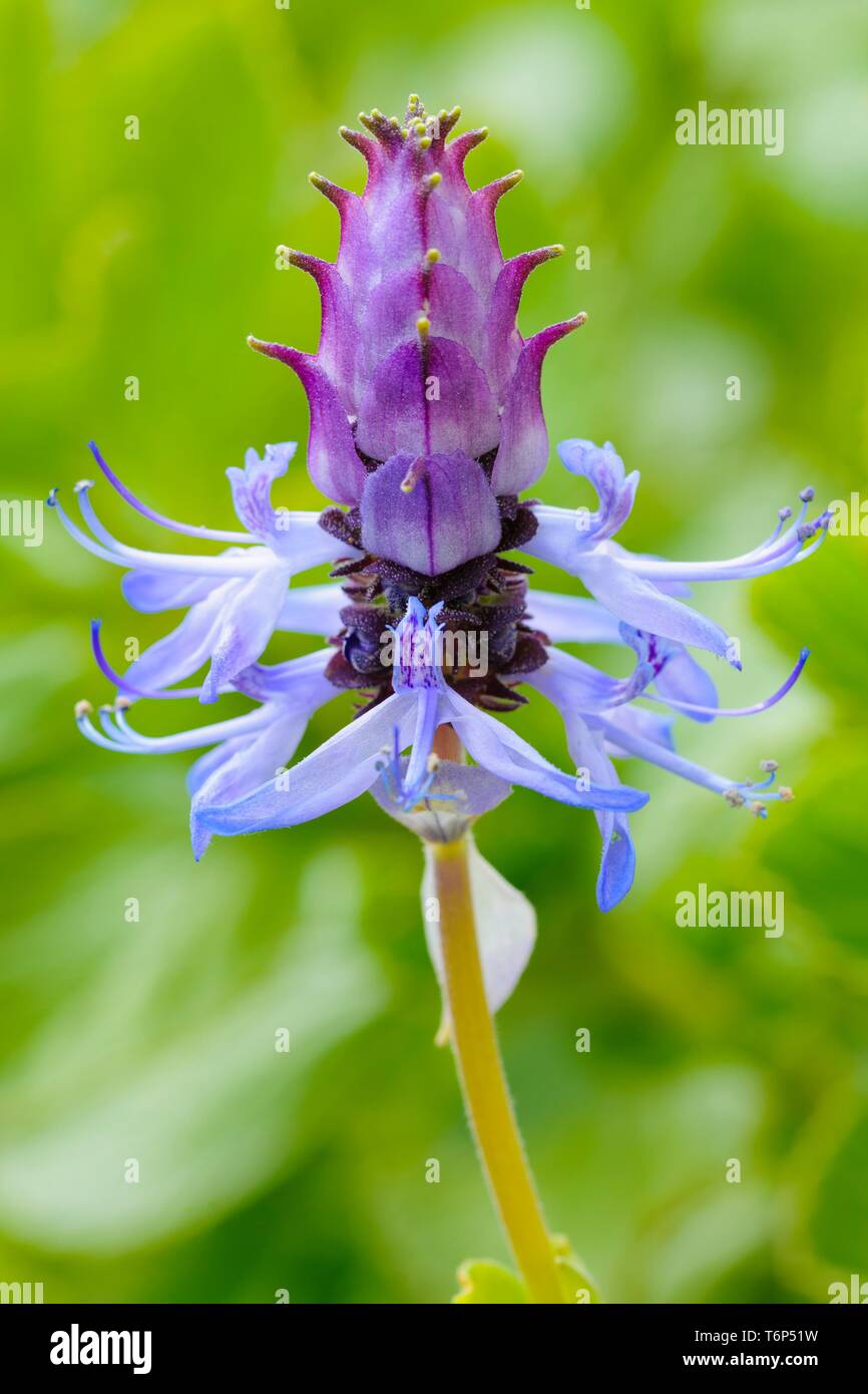Blue coleus stock photography images Alamy
