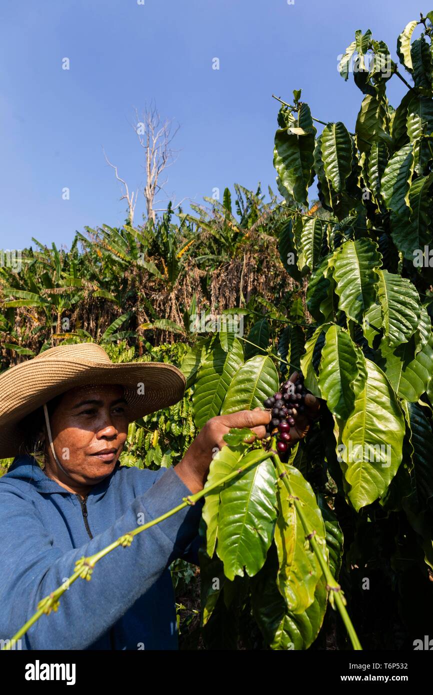 Coffee picker in coffee plantation near senmonorom hires stock