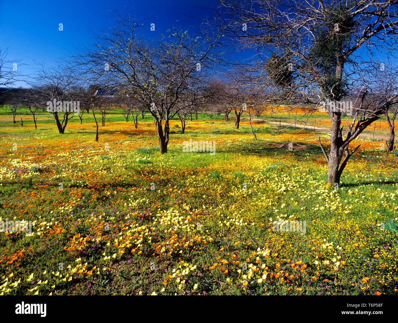 Wildflowers in Namaqualand, South Africa, Africa Stock Photo
