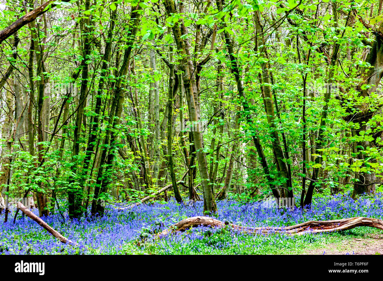 Good Morning Flowers Stock Photos Good Morning Flowers Stock