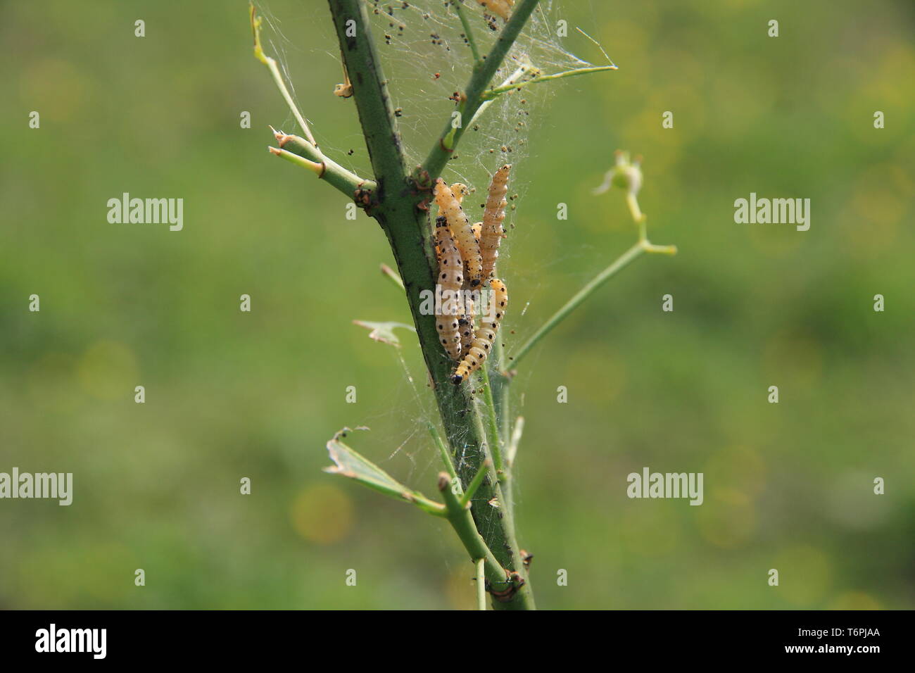 Point pointed caterpillar Stock Photo