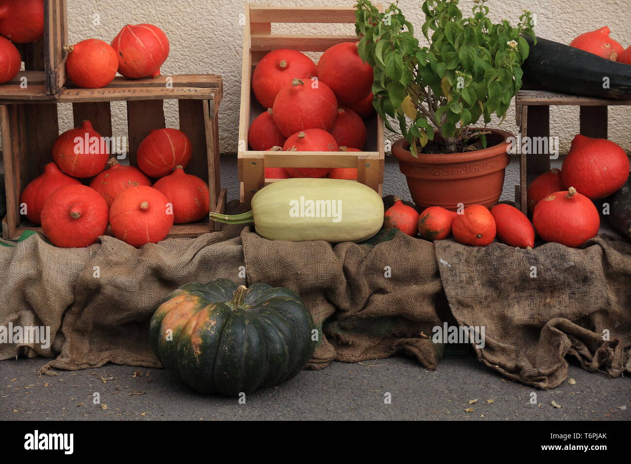 Thanksgiving Autumnal decoration Stock Photo