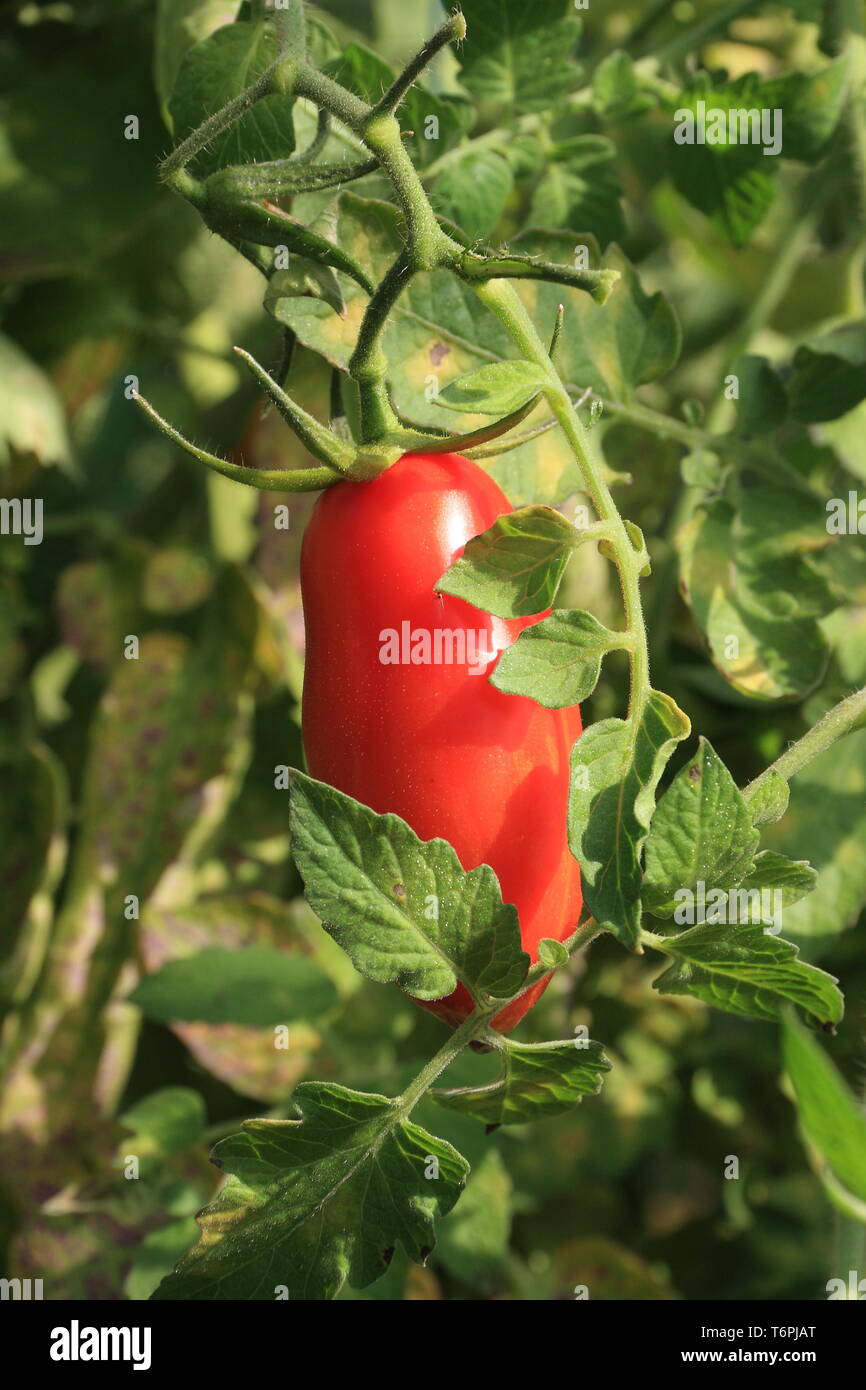 Red vine tomatoe Stock Photo