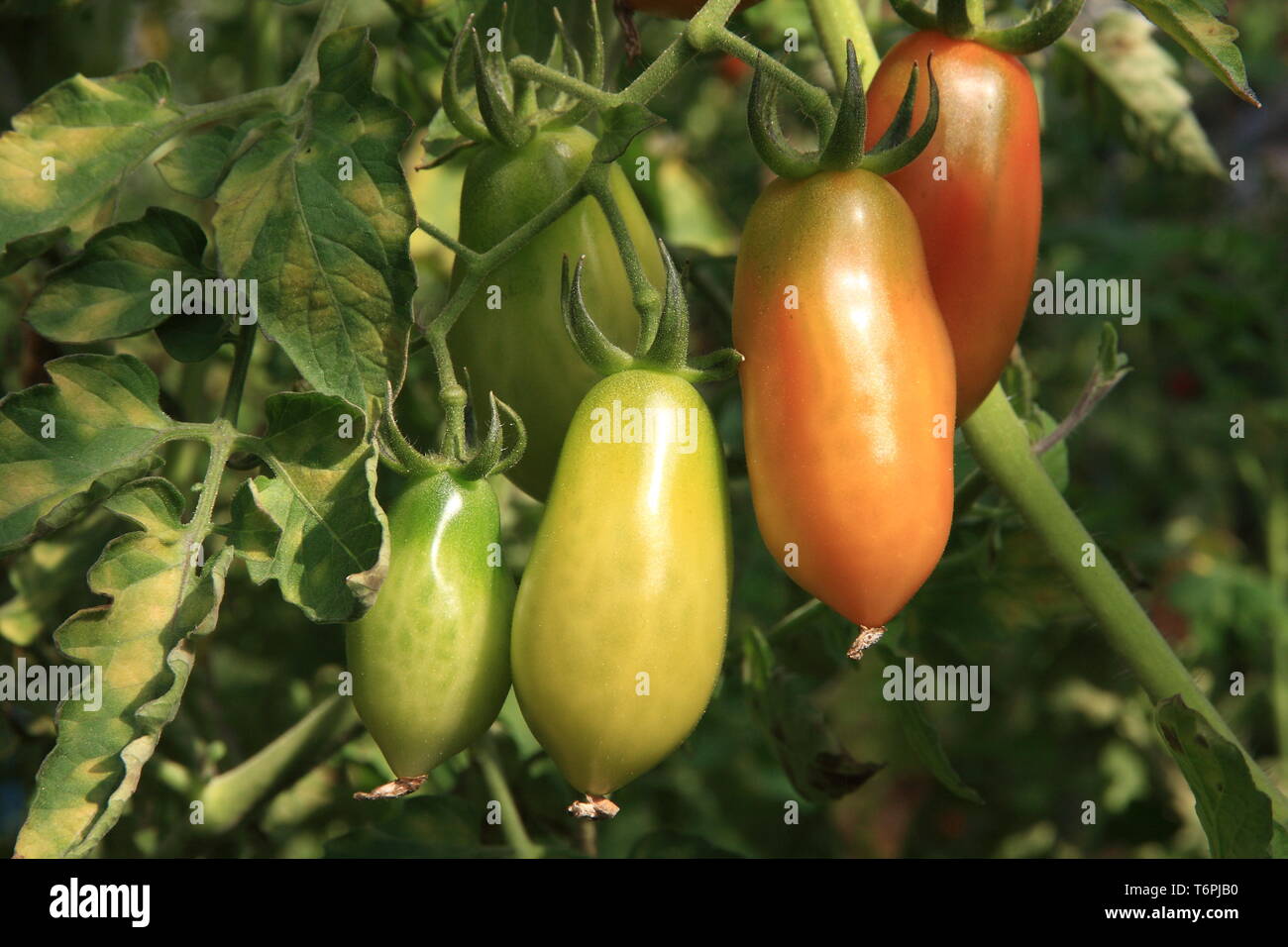 Tomatoes on shrub Stock Photo