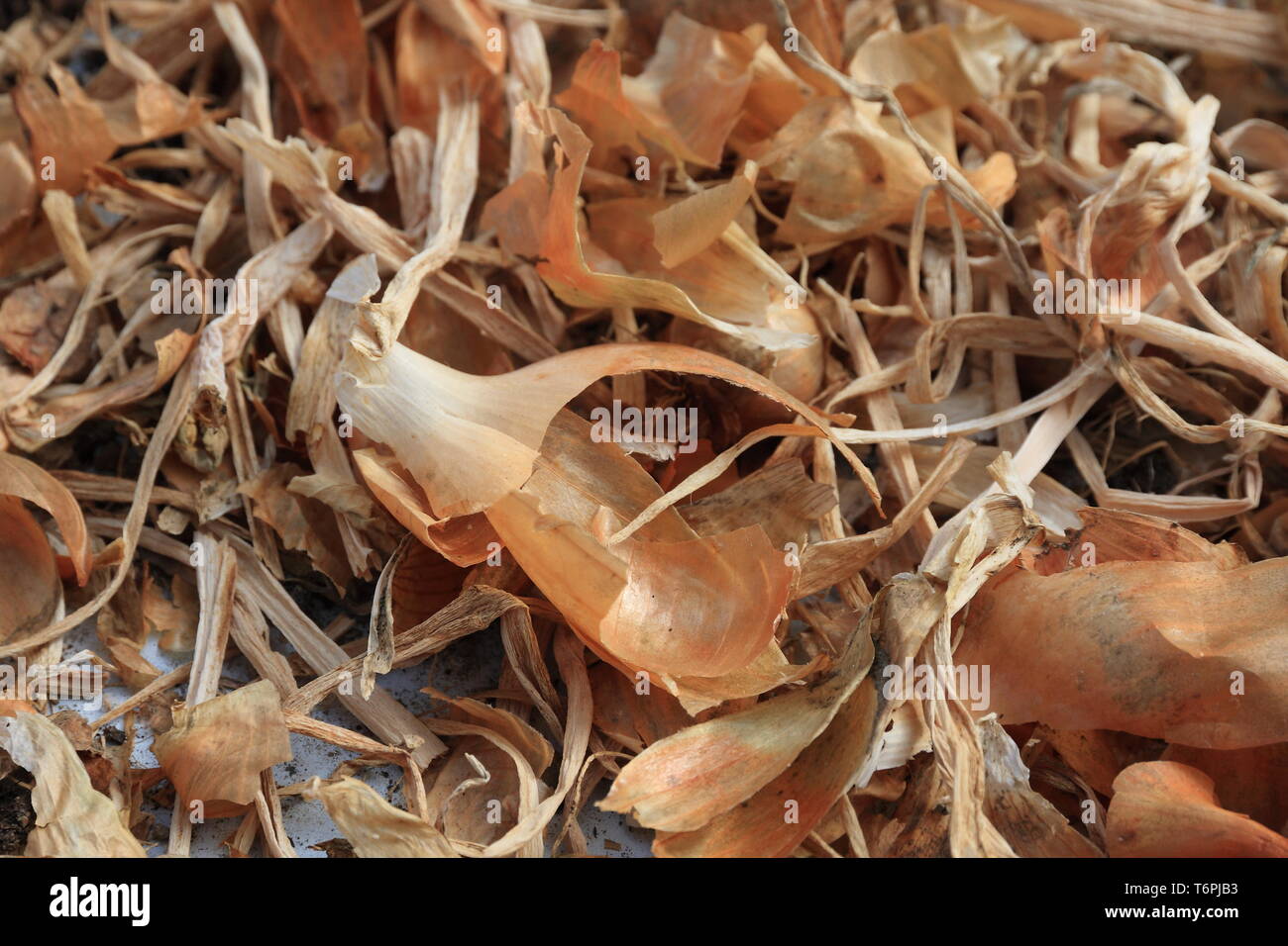 Onion skin Stock Photo