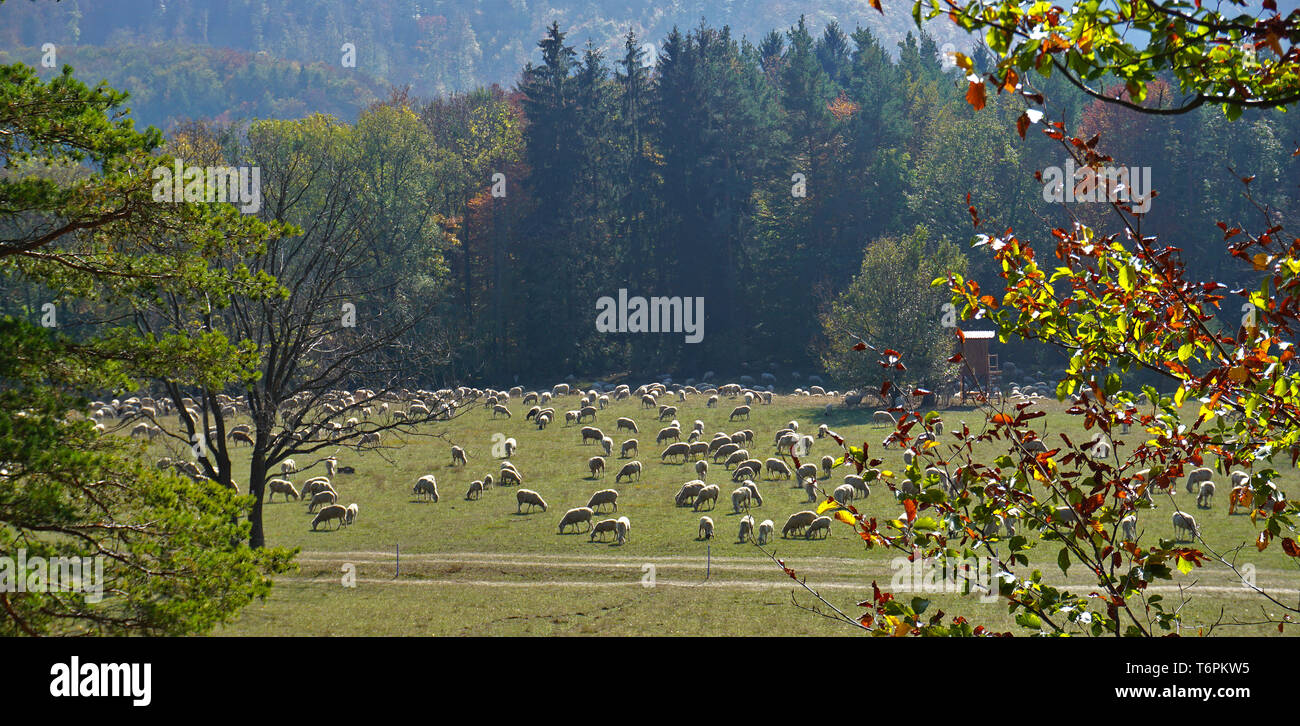 herd of scheep in autumn landscape Stock Photo