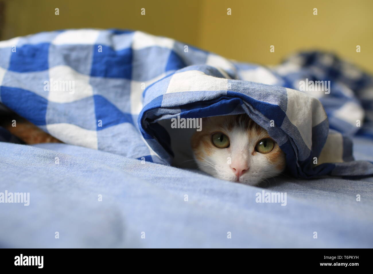 ginger cat hide and seek Stock Photo Alamy