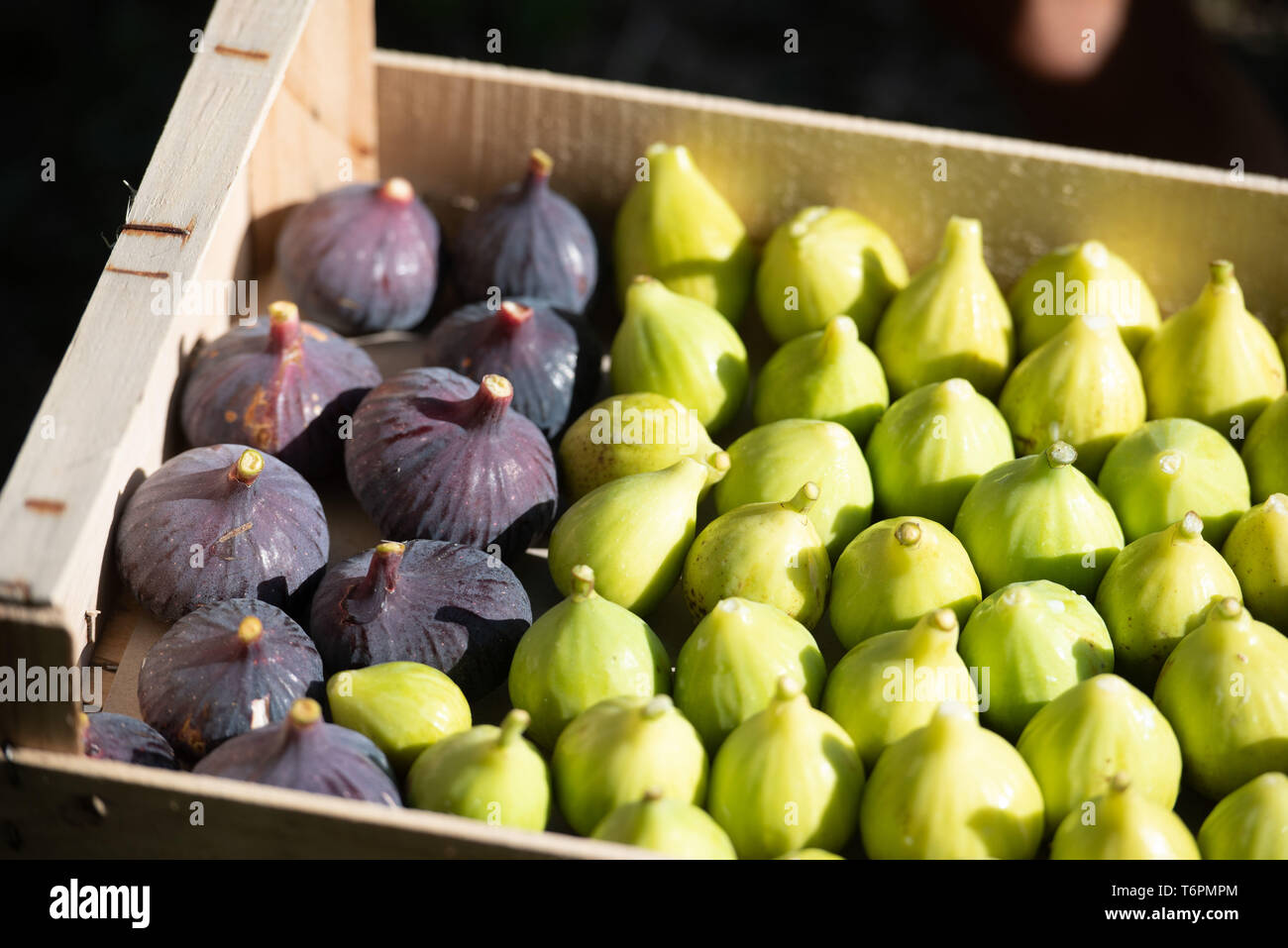 Someone picking green figs and ripe purple figs. Crate of figs *** Local Caption *** Stock Photo