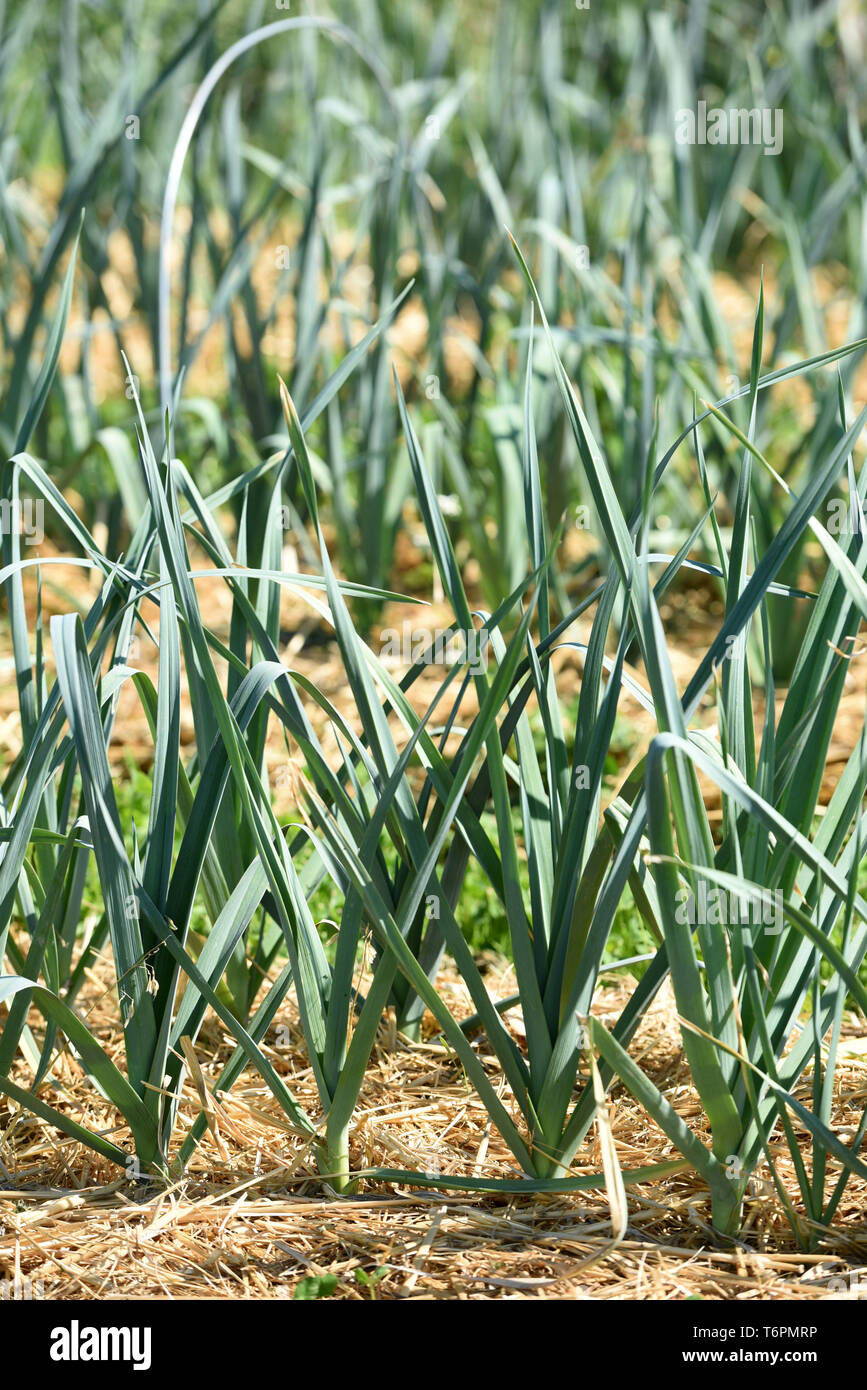 Patch of leeks in a farm: organic leeks and earth covered with straw *** Local Caption *** Stock Photo