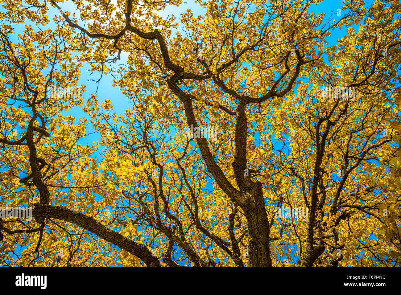 Autunm trees in the park, perfect fall scenery Stock Photo - Alamy