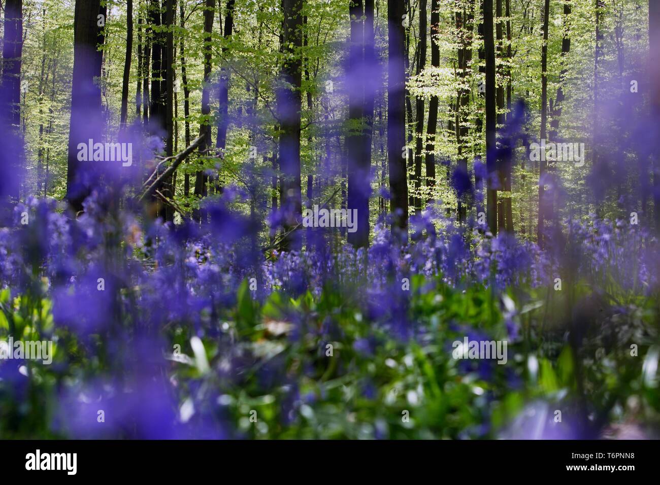 Bell flowers in the forest of Hallebos, Belgium, Europe Stock Photo
