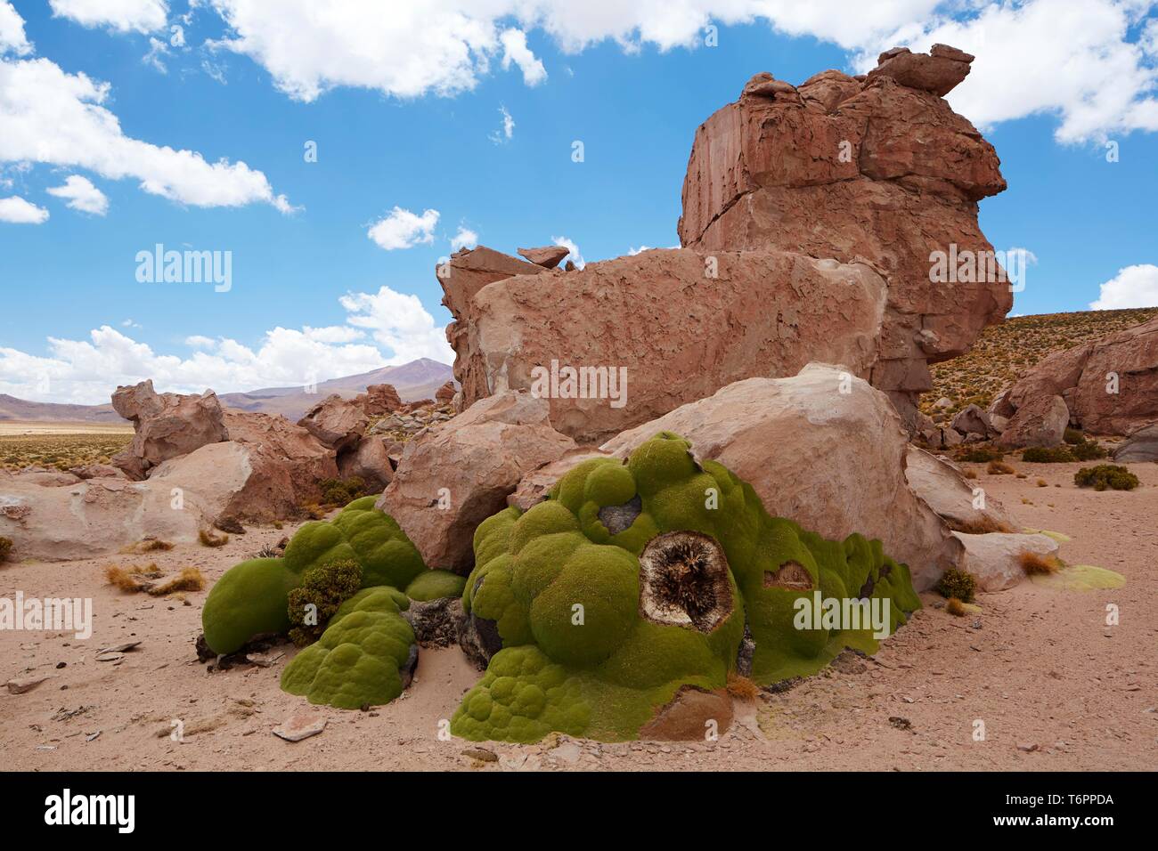 Yareta or llareta (Azorella compacta) on the Altiplano, Potosi District, Bolivia, South America Stock Photo