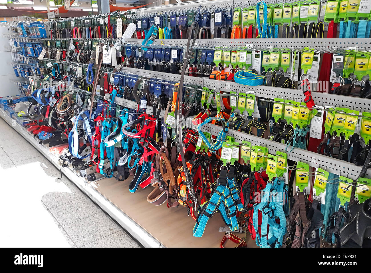 Pet shop department with many different dog harnesses, leashes and collars on sale display Stock Photo
