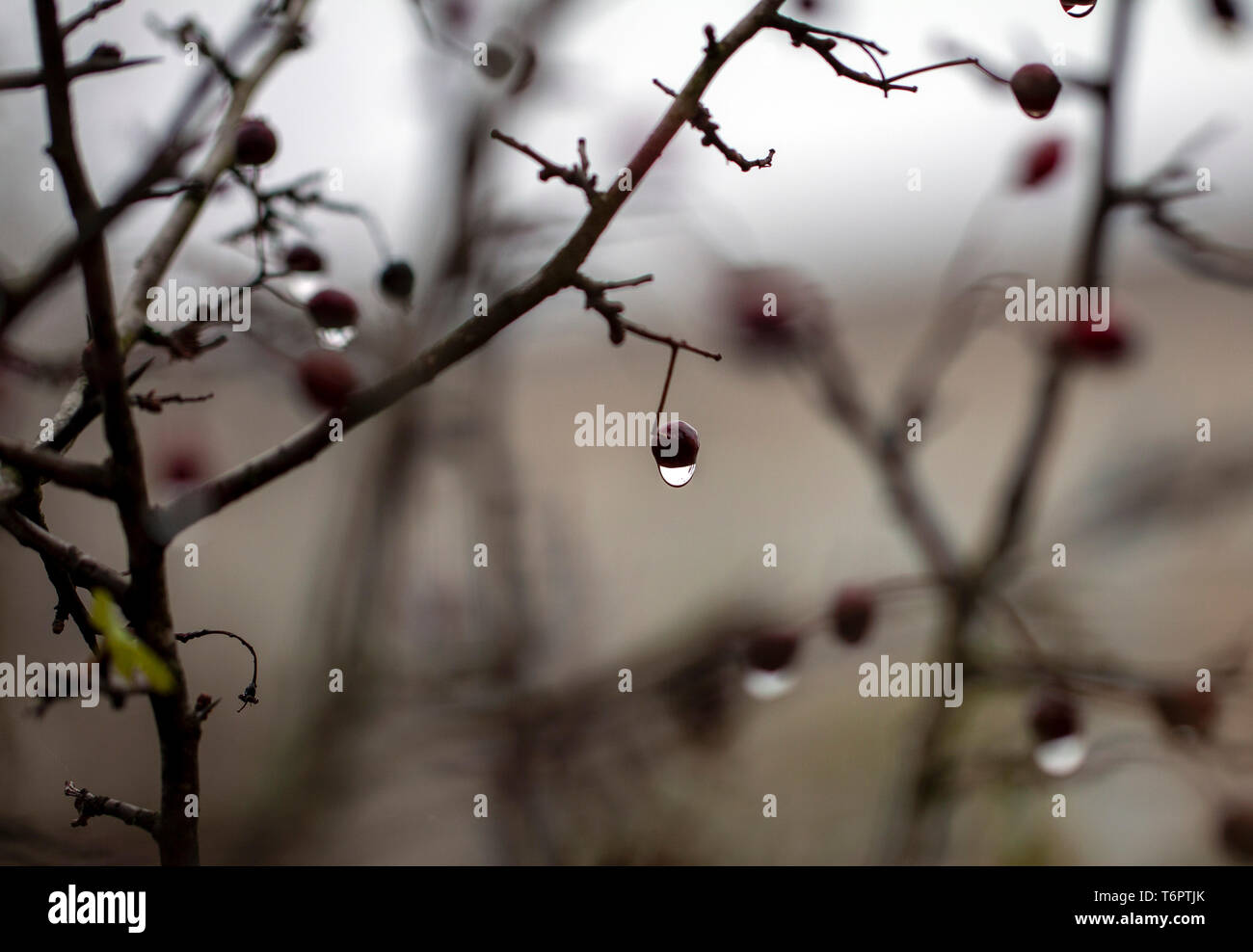 Raindrops on a berries in autumn Stock Photo