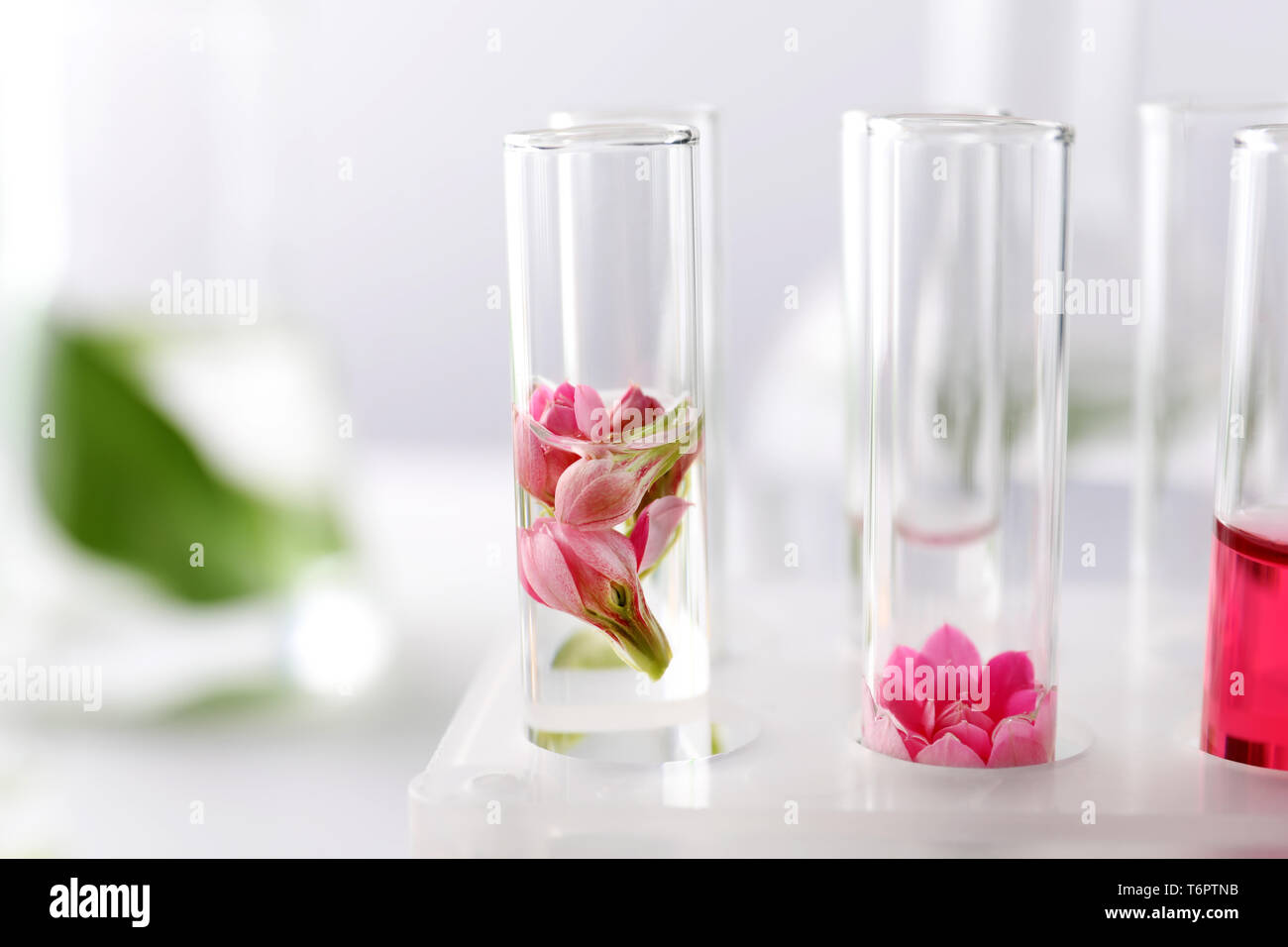 Test tubes with flowers in rack, closeup Stock Photo Alamy
