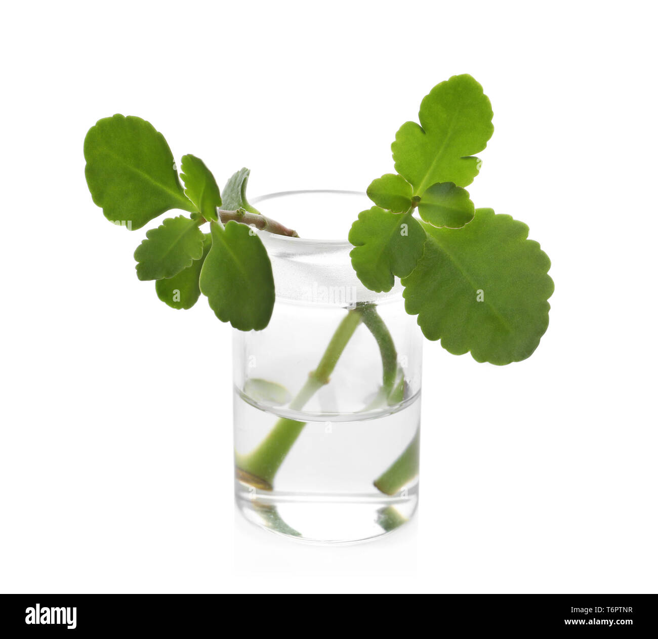 Glass flask with plants on white background Stock Photo Alamy
