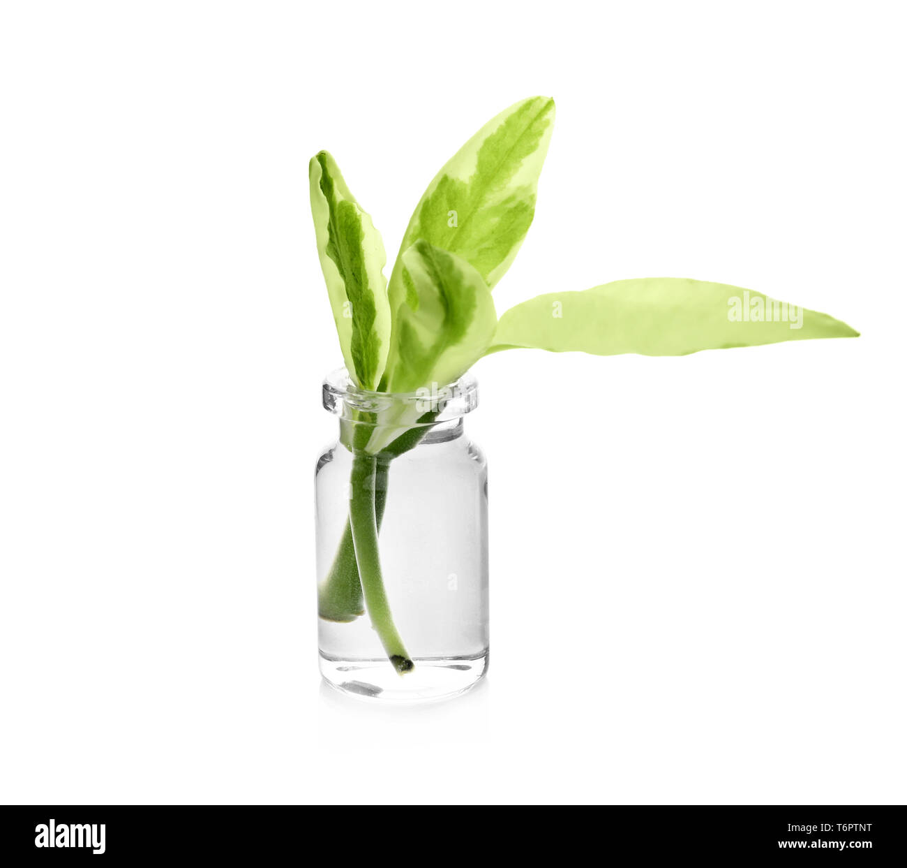 Glass flask with plant on white background Stock Photo Alamy
