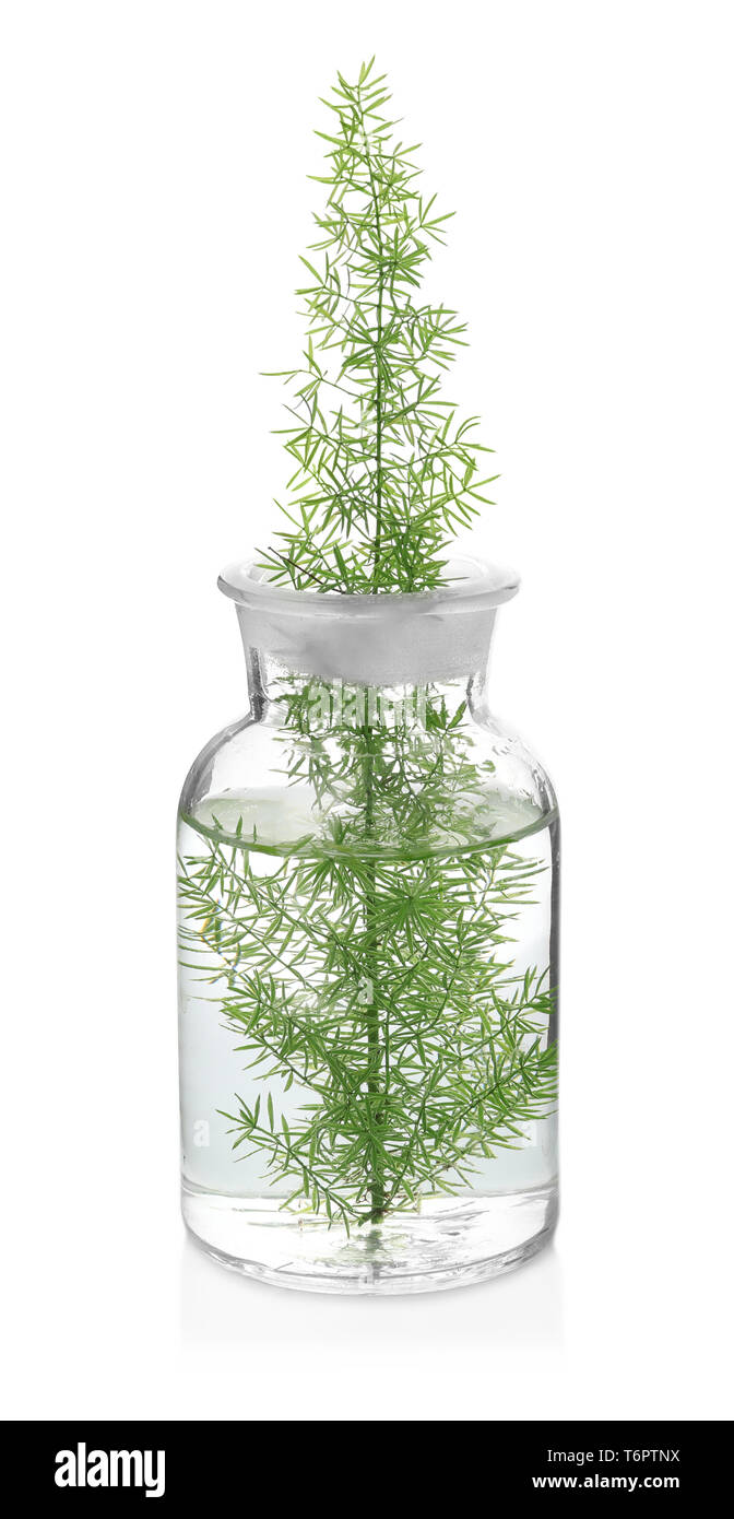 Glass flask with plant on white background Stock Photo Alamy