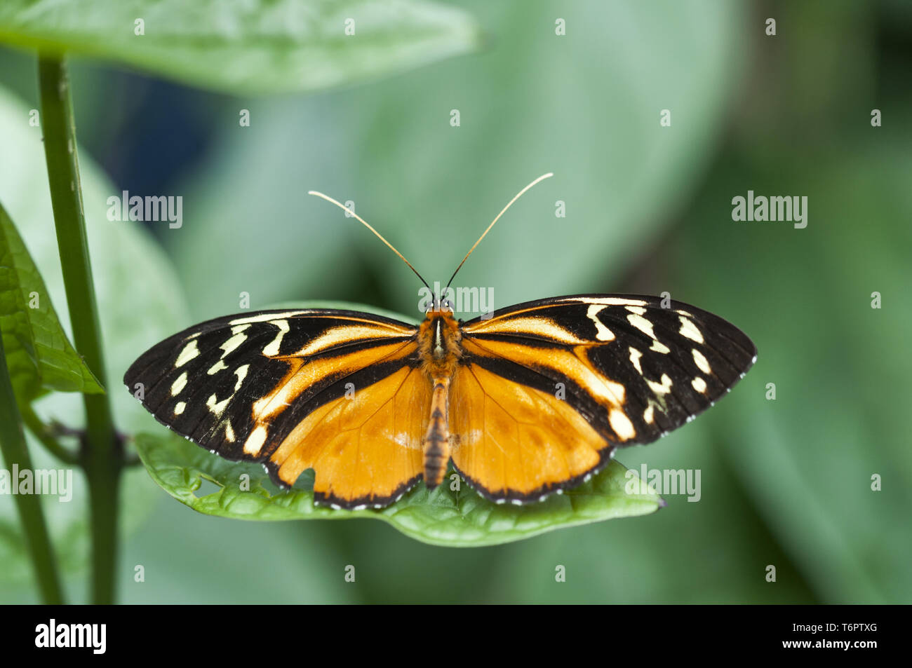 Butterfly, lepidoptera, Passion butterfly, Heliconius Stock Photo