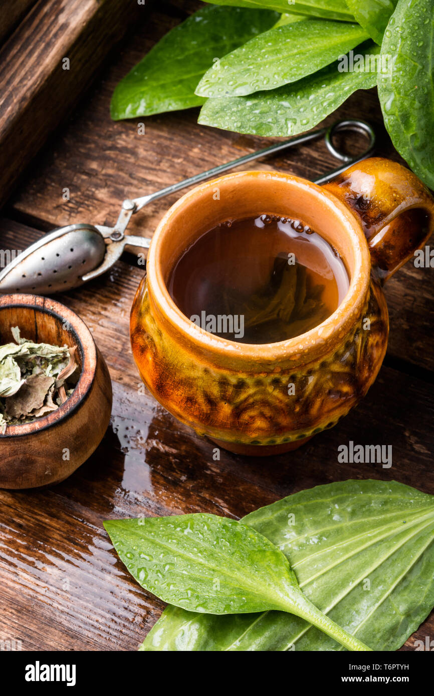 Homeopathic tea from plantain.Herbal tea on wooden background Stock Photo