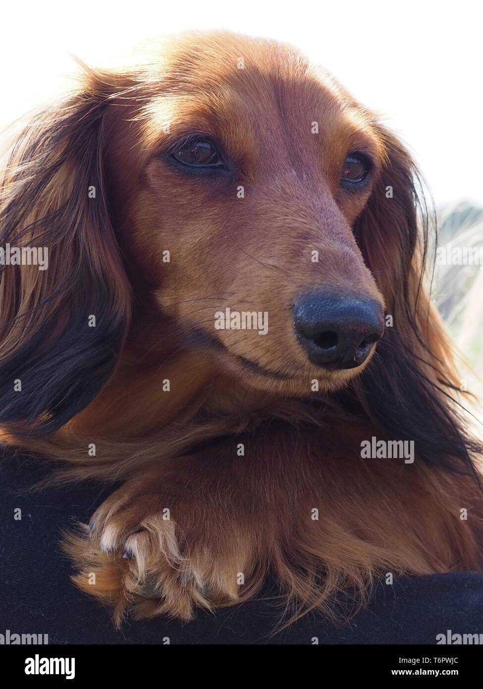 Long Haired Dachshund Stock Photo 245136148 Alamy