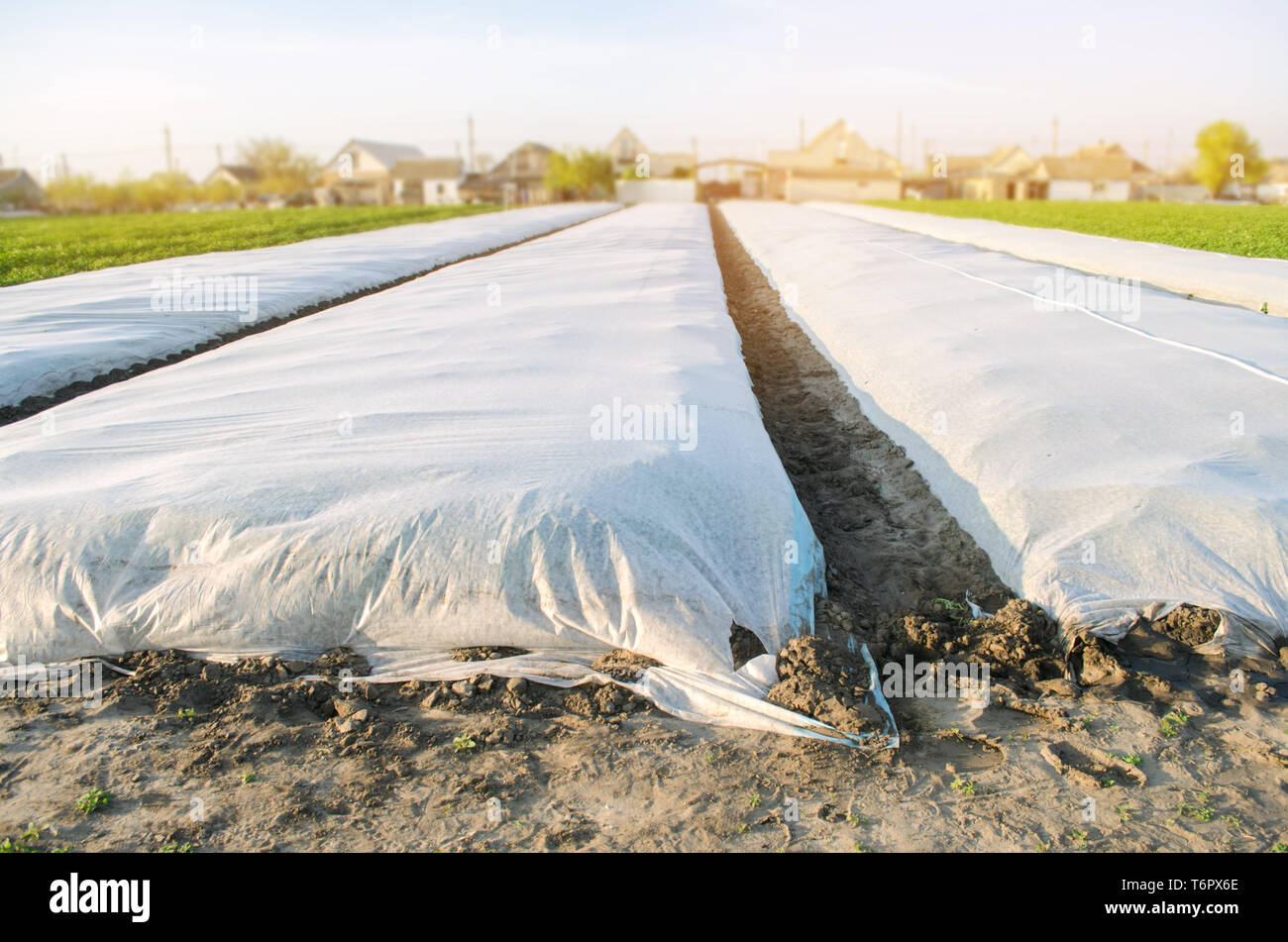 Growing vegetable. Spunbond to protect against frost and keep humidity of vegetables. Small