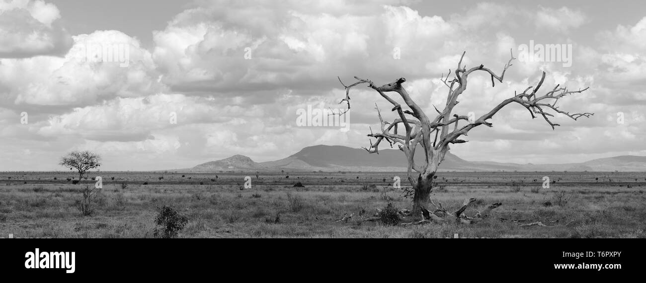 The lonely tree in Tsavo National Game Reserve Kenya-Africa Stock Photo
