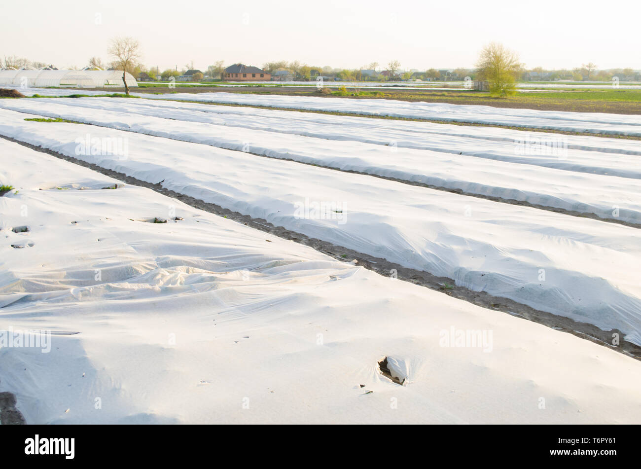 Growing Vegetable In The Field Small Greenhouses Damaged Spunbond