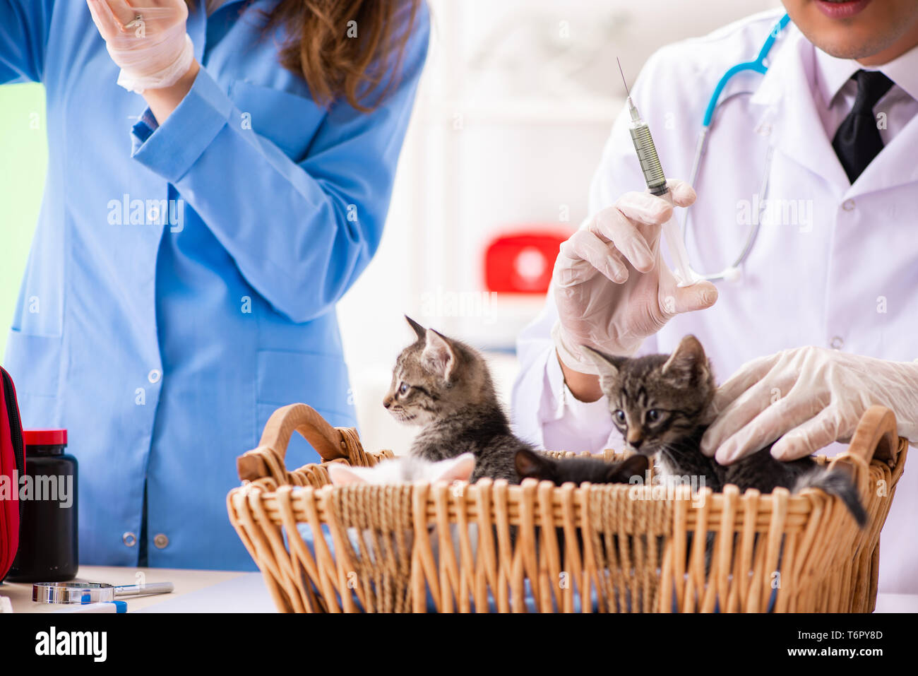 Doctor and assistant in vet clinic checking up kitten Stock Photo