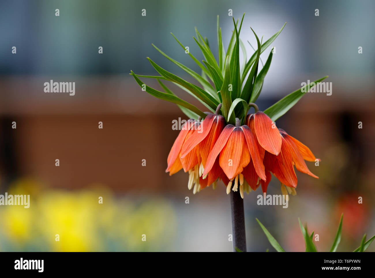 Beautiful lily Fritillaria imperialis blooming with red flowers in garden Stock Photo