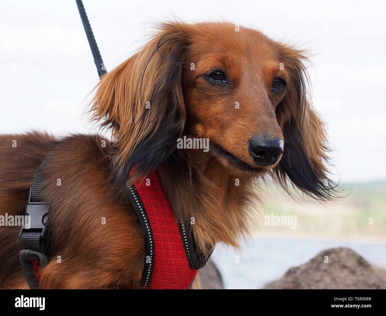 Beautiful brown longhaired dachshund on a walk on the beach. Stock Photo
