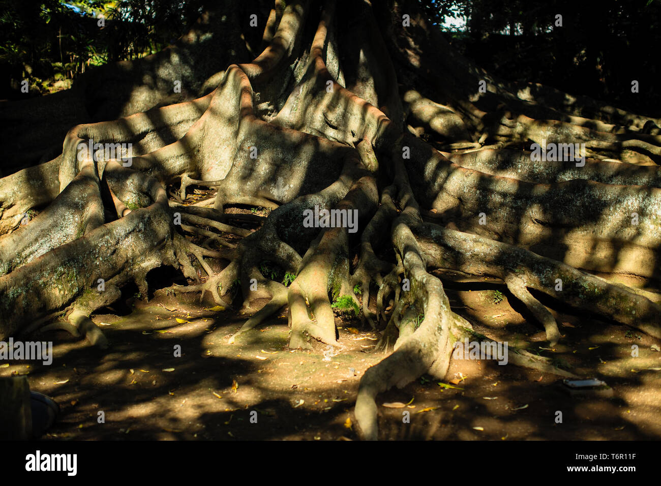 Roots of a giant tree. Landscape of San Miguel island - Azores ...