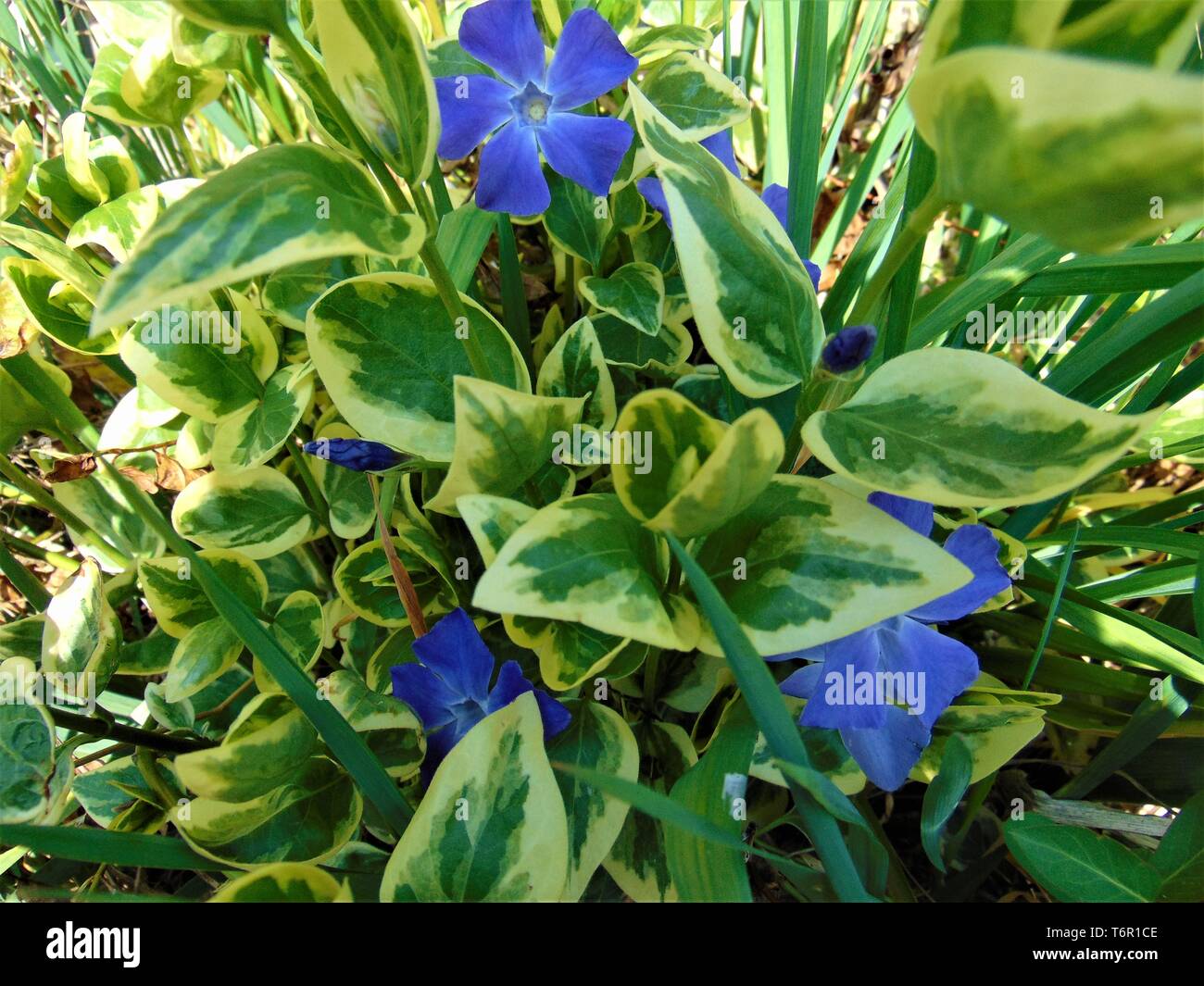 Vinca major Variegata - bigleaf periwinkle with beautiful deep blue flowers and white marked leaves Stock Photo