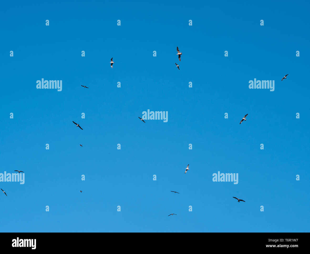 Many seagulls on blue sky on sunny day Stock Photo