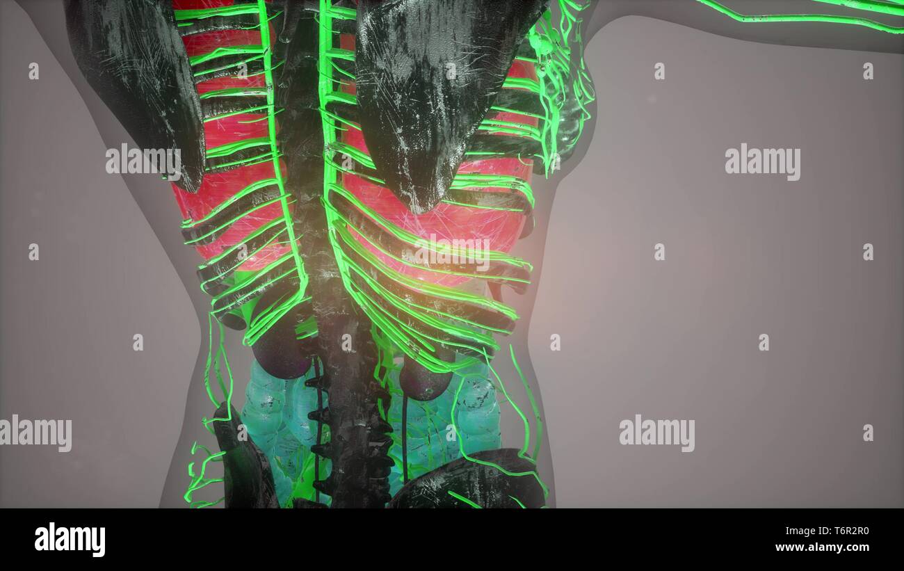 Anatomy Tomography Scan of Human Body Stock Photo Biology Diagrams