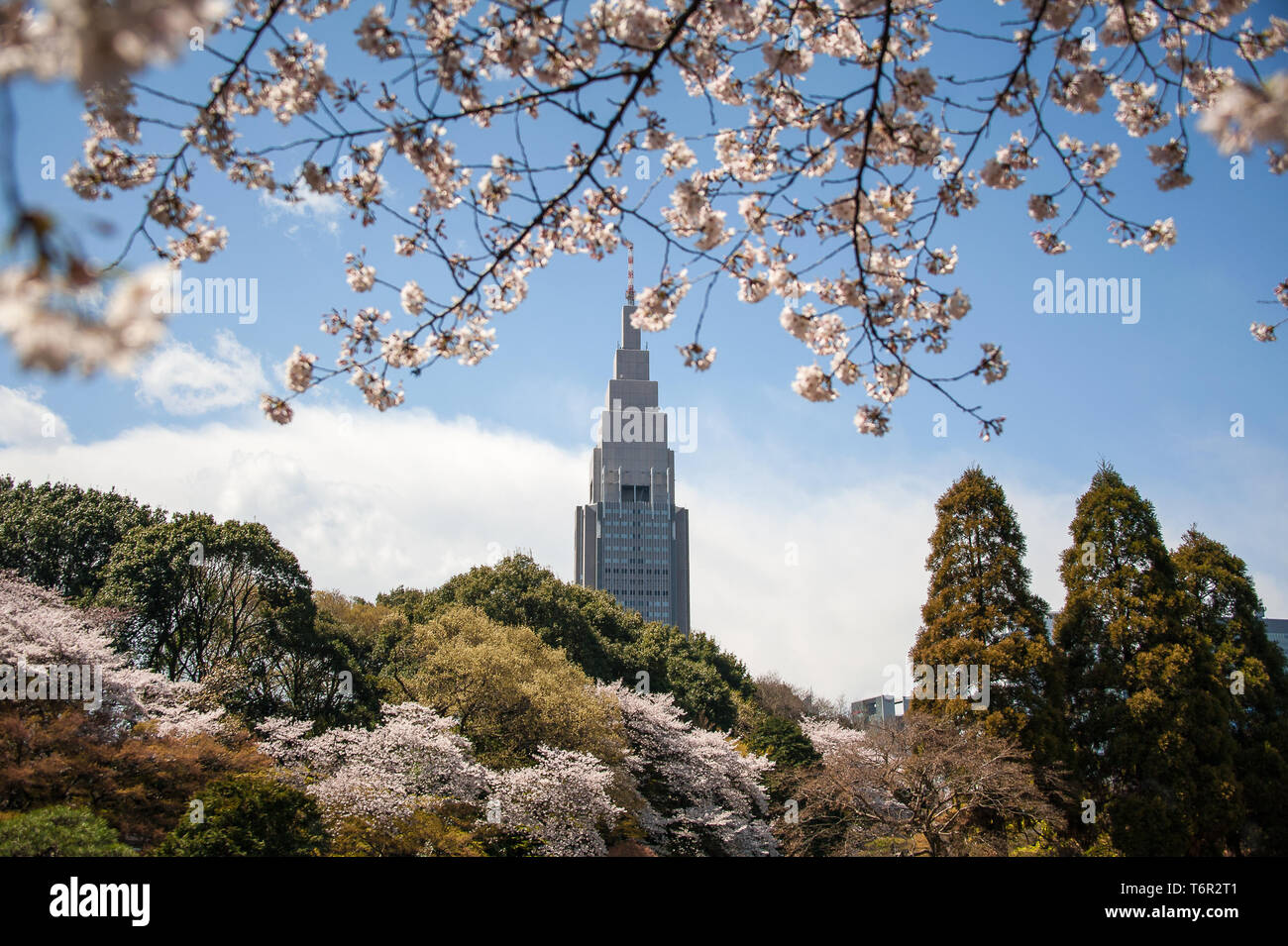Shinjuku Gyoen National Garden with Cherry Blossom, the NTT Docomo Yoyogi Building in background and blue, cloudy sky Stock Photo