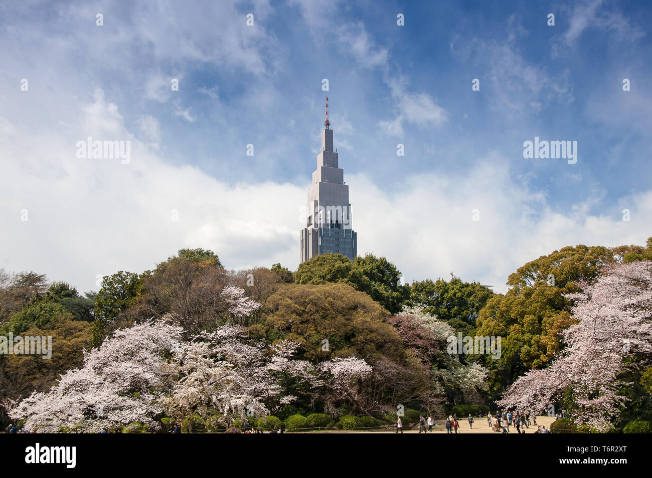 Shinjuku Gyoen National Garden with Cherry Blossom, the NTT Docomo Yoyogi Building in background and blue, cloudy sky Stock Photo