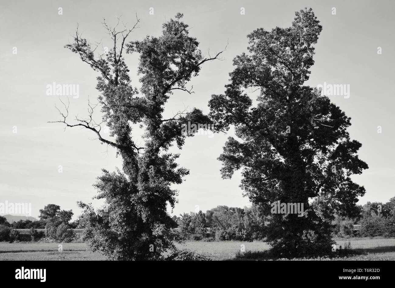 Two giant trees on a river bank, black and white photography Stock Photo