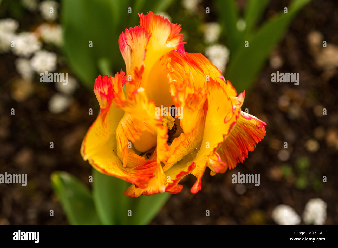 Huntington in Navy Parrot Tulip