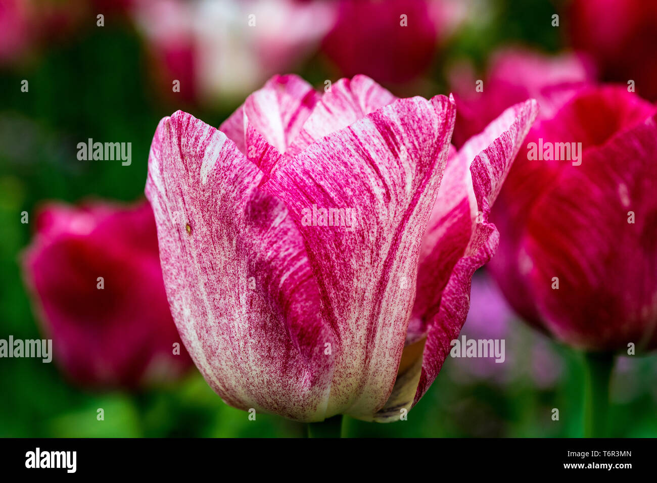 Tulip Hemisphere Collection Stock Photo