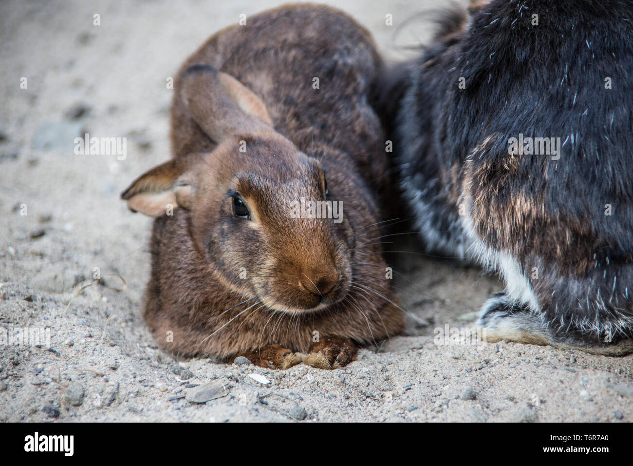 brown rabbit with Long ears Stock Photo