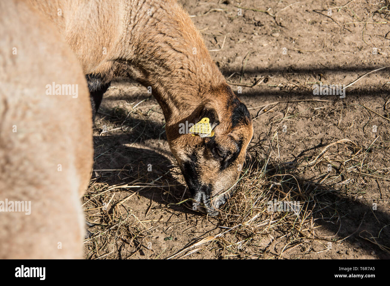 Lama leg graze on the pasture Stock Photo