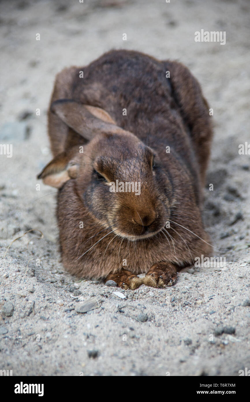 Brown rabbit with long ears Stock Photo