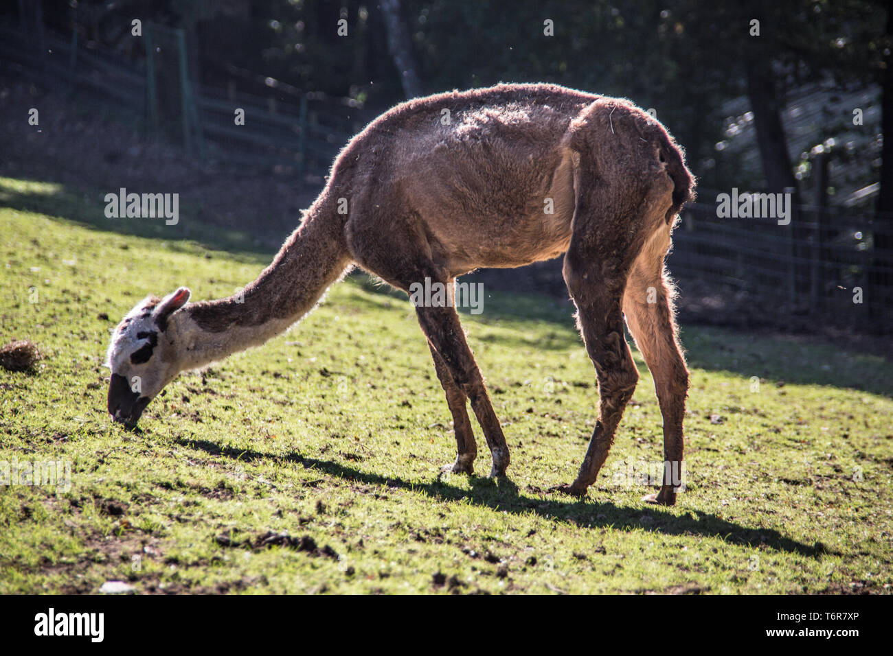 Lama leg graze on the pasture Stock Photo