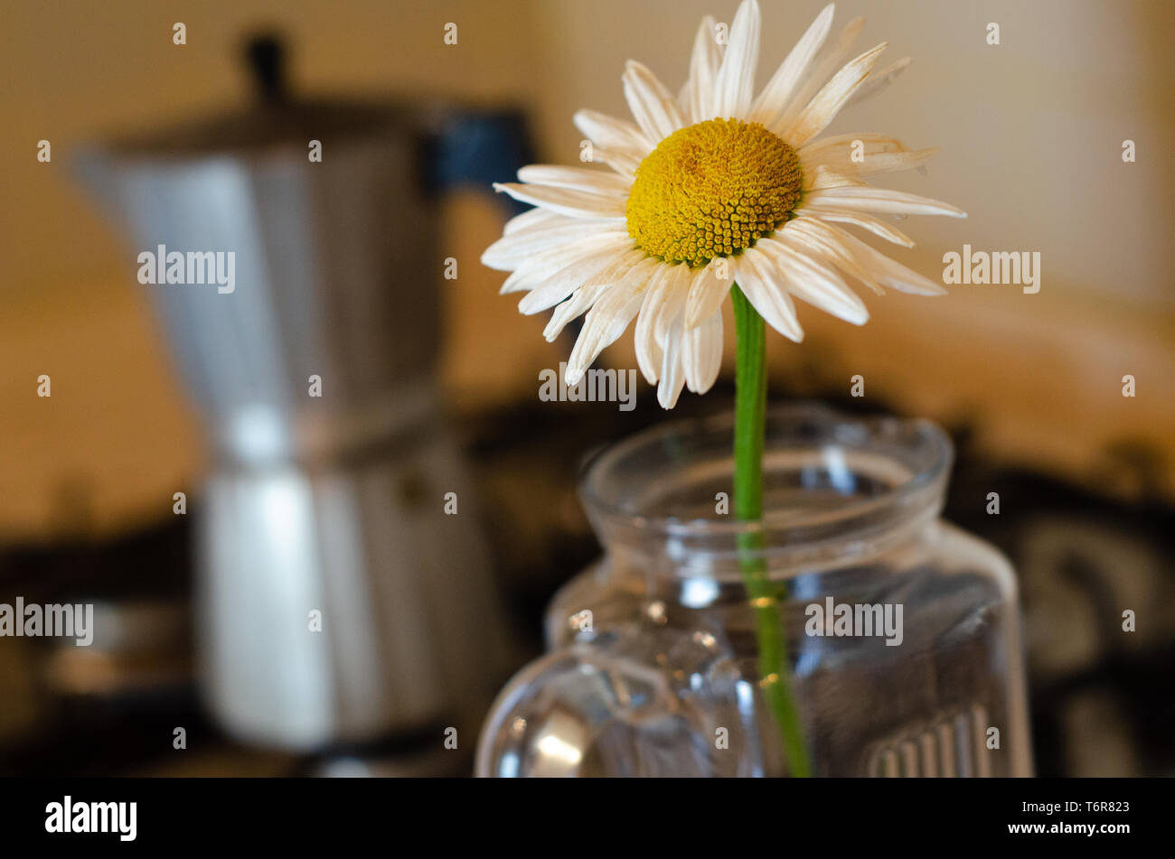 Pretty yellow Daisy in a jar with Italian style coffee pot in the background, kitchen, home. Stock Photo