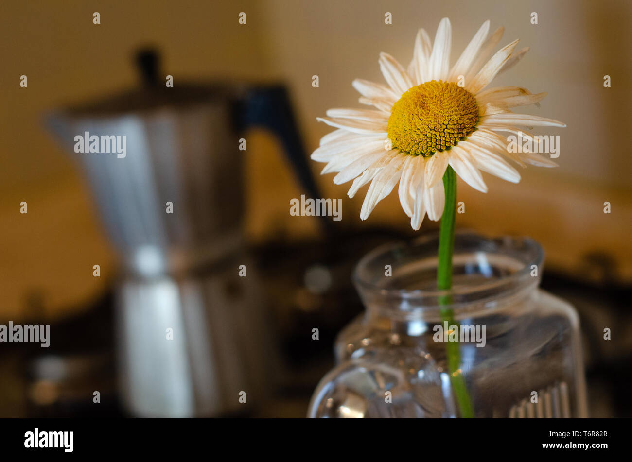 Cheerful Yellow flower with Italian style coffee pot in the background Stock Photo