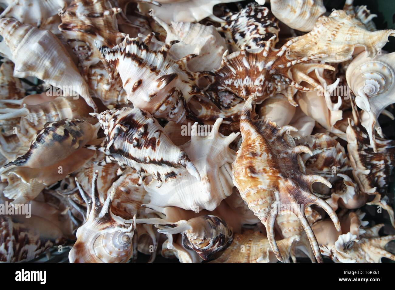 seashells Stock Photo