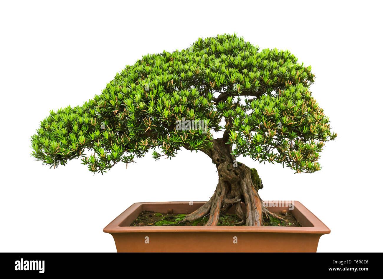 Bonsai tree on white background Stock Photo - Alamy