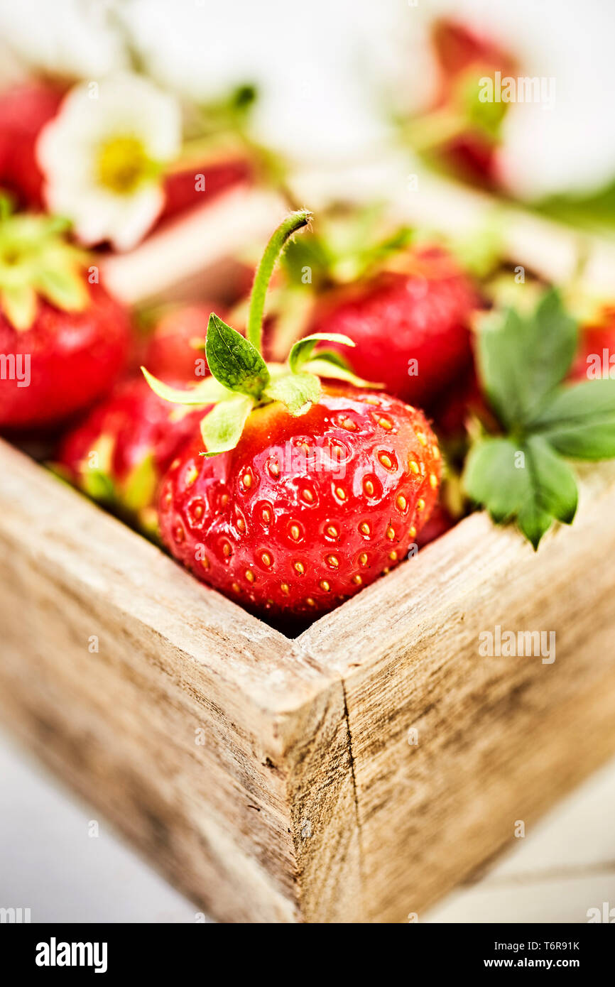 Fresh juicy organic strawberries in wooden box viewed in closeup with selective focus Stock Photo